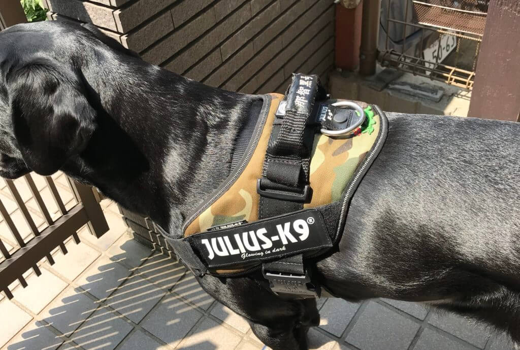 Julius-K9　idc-powerharnessを装着した黒ラブ