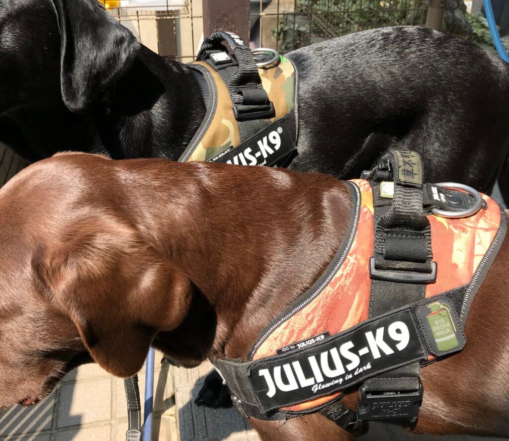 大型犬におすすめのハーネス Julius-K9 ユリウスケーナイン IDCパワーハーネスをカスタム｜ラブラドール通信