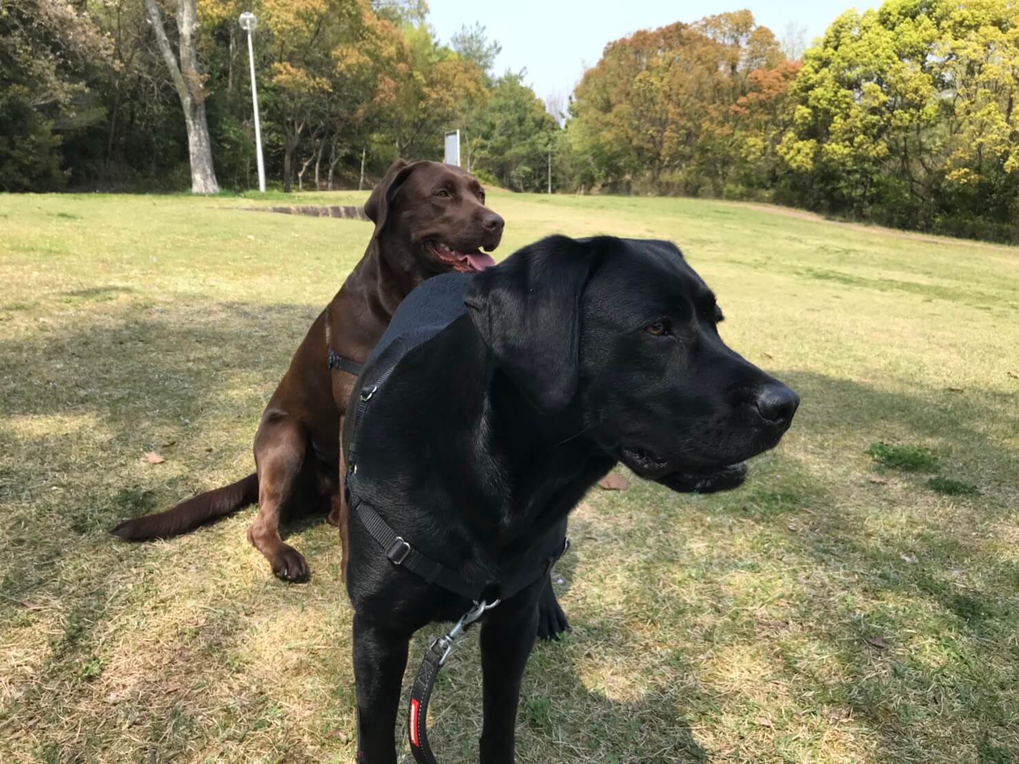 引っ張る犬に効果絶大 犬の散歩が楽しくなるハーネス ラブラドール通信