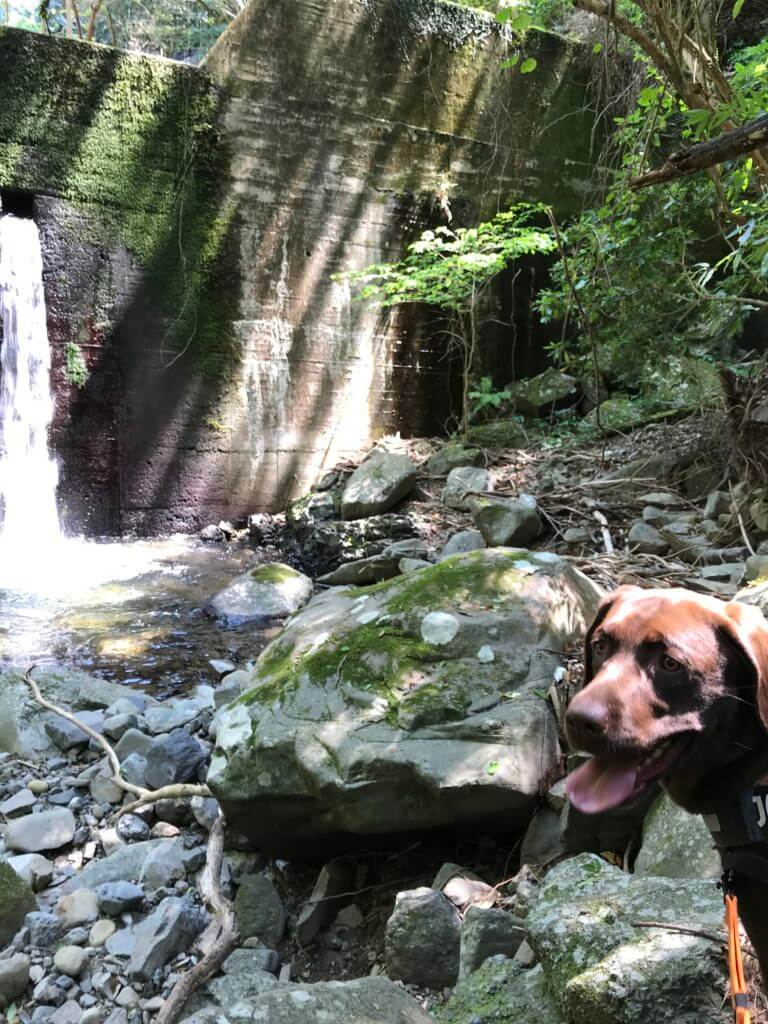 大阪で犬と一緒に川遊びが出来るおすすめスポットをまとめてみたよ。｜ラブラドール通信