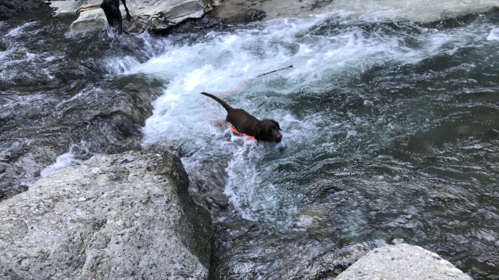 大阪で犬と一緒に川遊びが出来るおすすめスポットをまとめてみたよ。｜ラブラドール通信