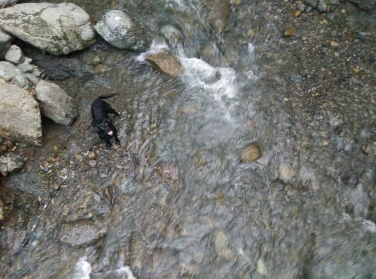 大阪で犬と一緒に川遊びが出来るおすすめスポットをまとめてみたよ。｜ラブラドール通信