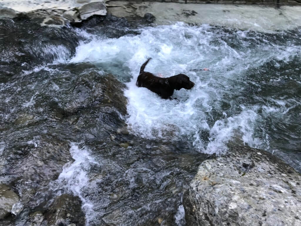 大阪で犬と一緒に川遊びが出来るおすすめスポットをまとめてみたよ。｜ラブラドール通信