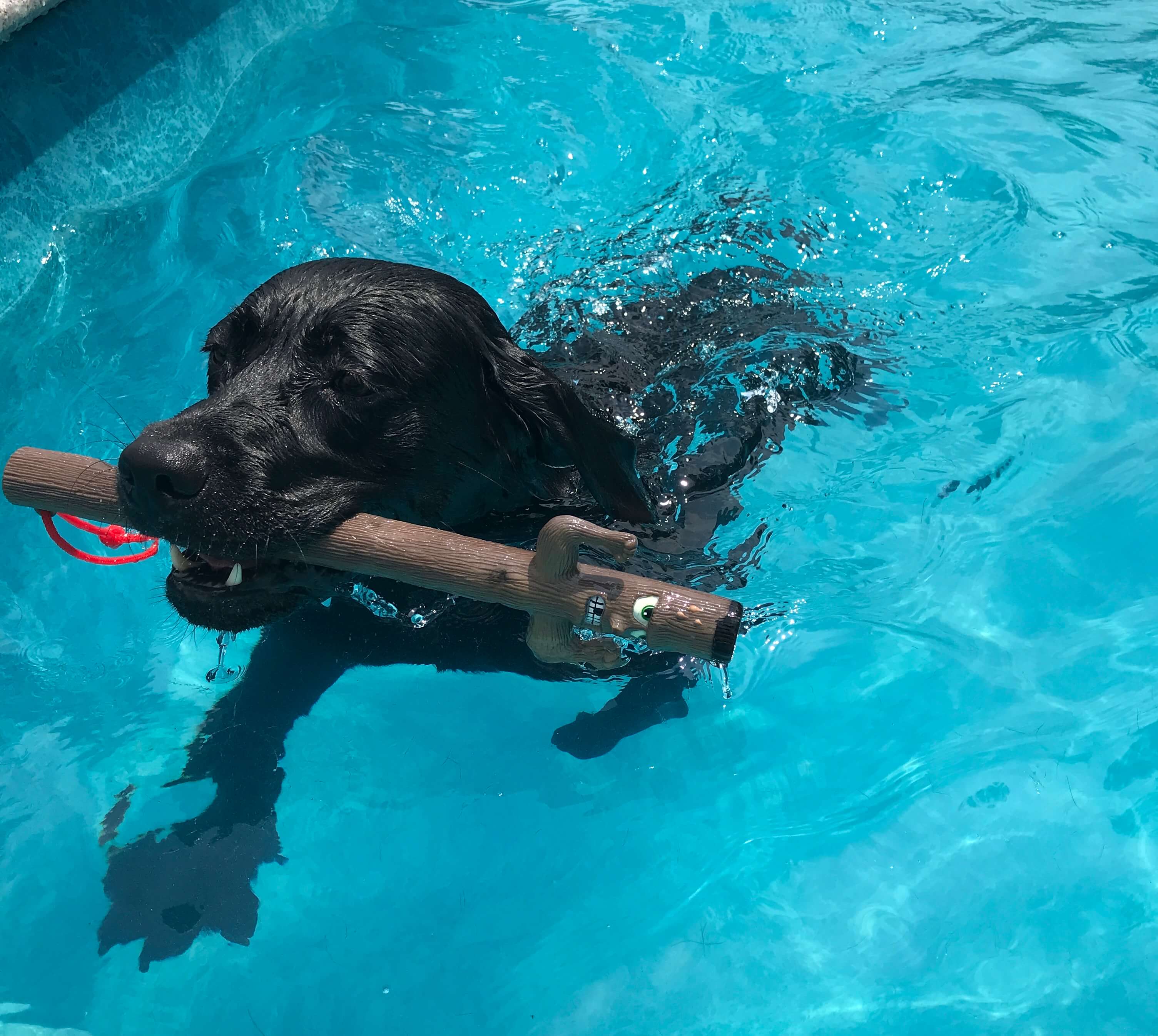 犬のおもちゃスティックファミリーフェッチドッグトイを咥えて泳ぐ黒ラブ