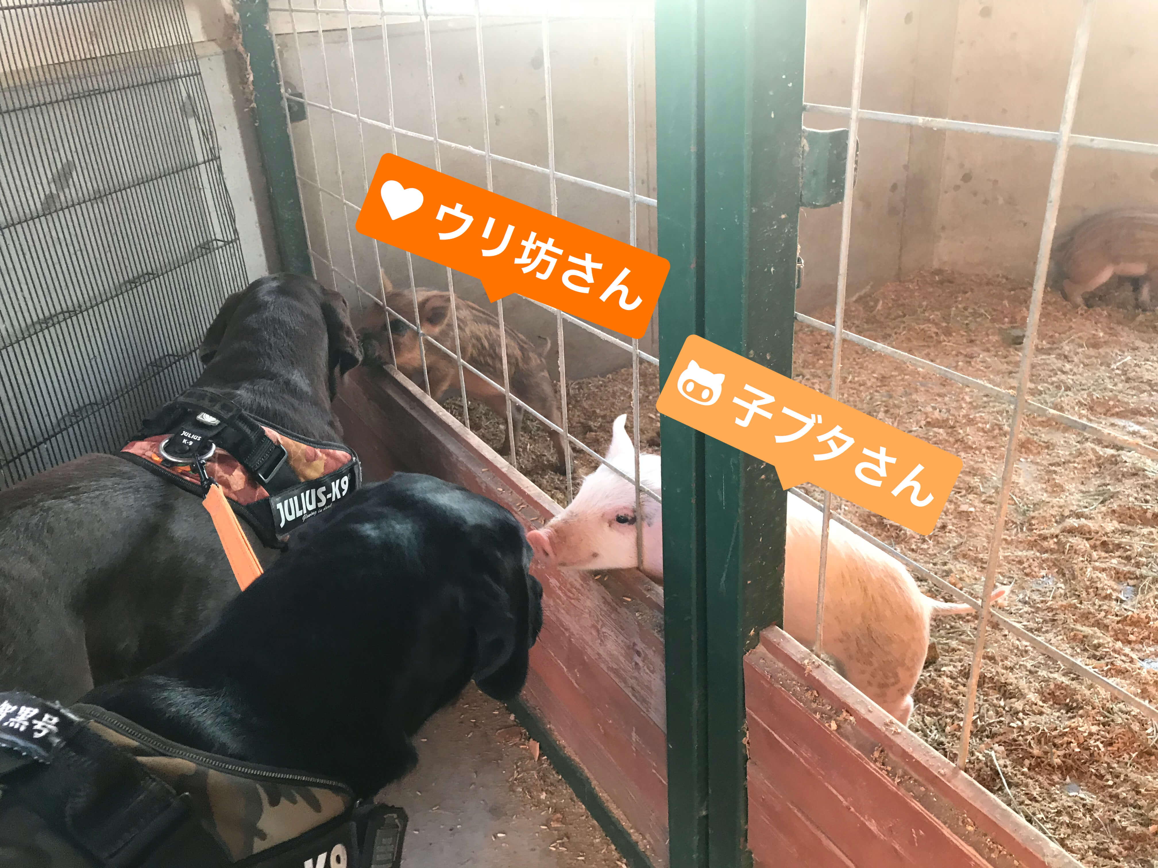 ワールド牧場に犬と一緒に遊びに行って来たよ ラブラドール通信