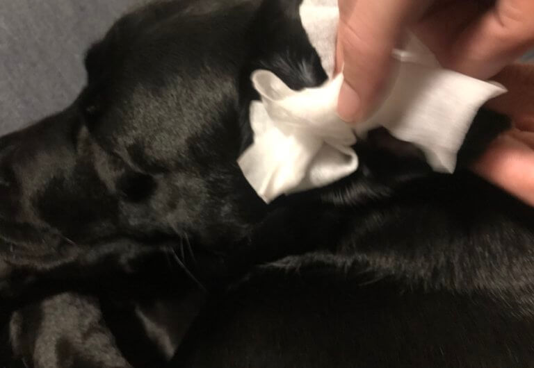 FRONTLINE PET CARE イヤークリナーで犬の耳掃除｜ラブラドール通信