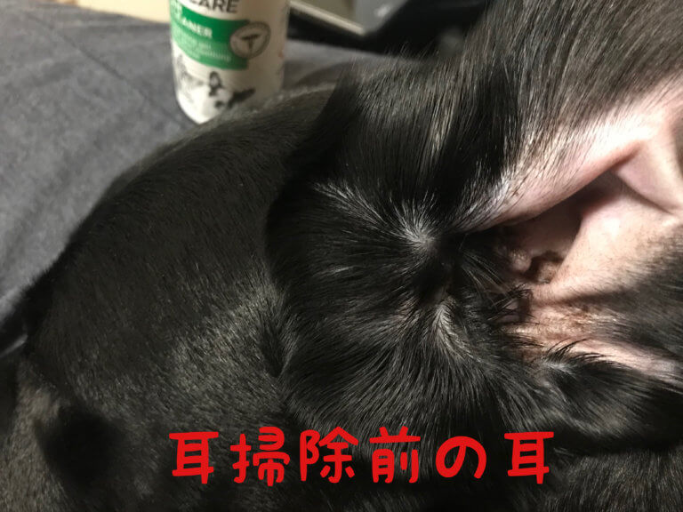 FRONTLINE PET CARE イヤークリナーで犬の耳掃除｜ラブラドール通信