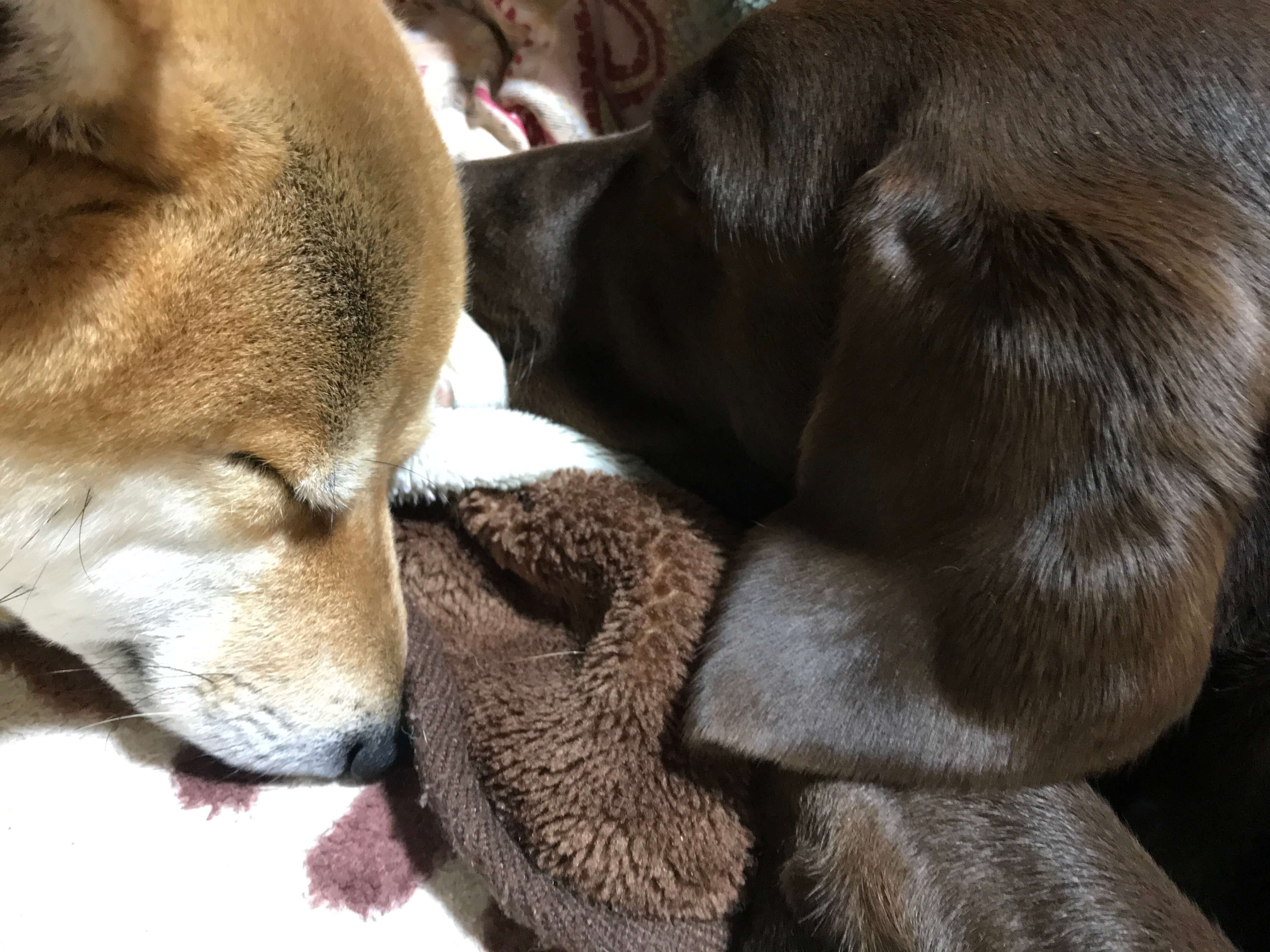 寝ている柴犬とラブラドールレトリバー