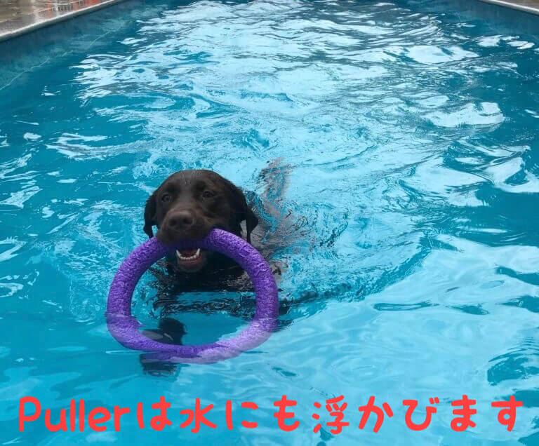 犬のおもちゃ　puller 泳ぐラブラドールレトリバー　pullerは水にも浮かびます