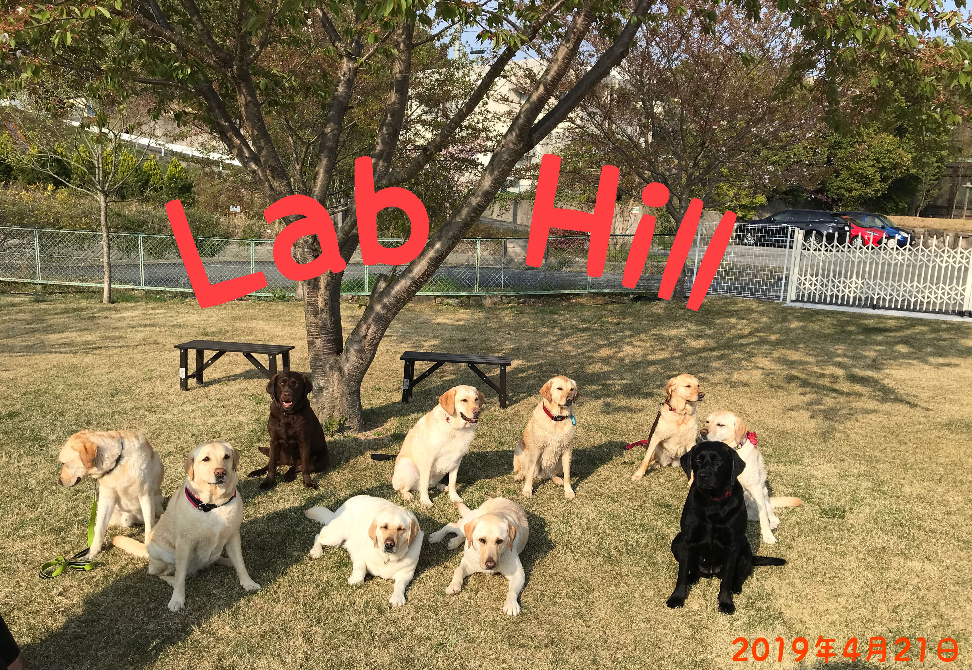Lab Hill 2019年4月21日　ラブラドールレトリバー