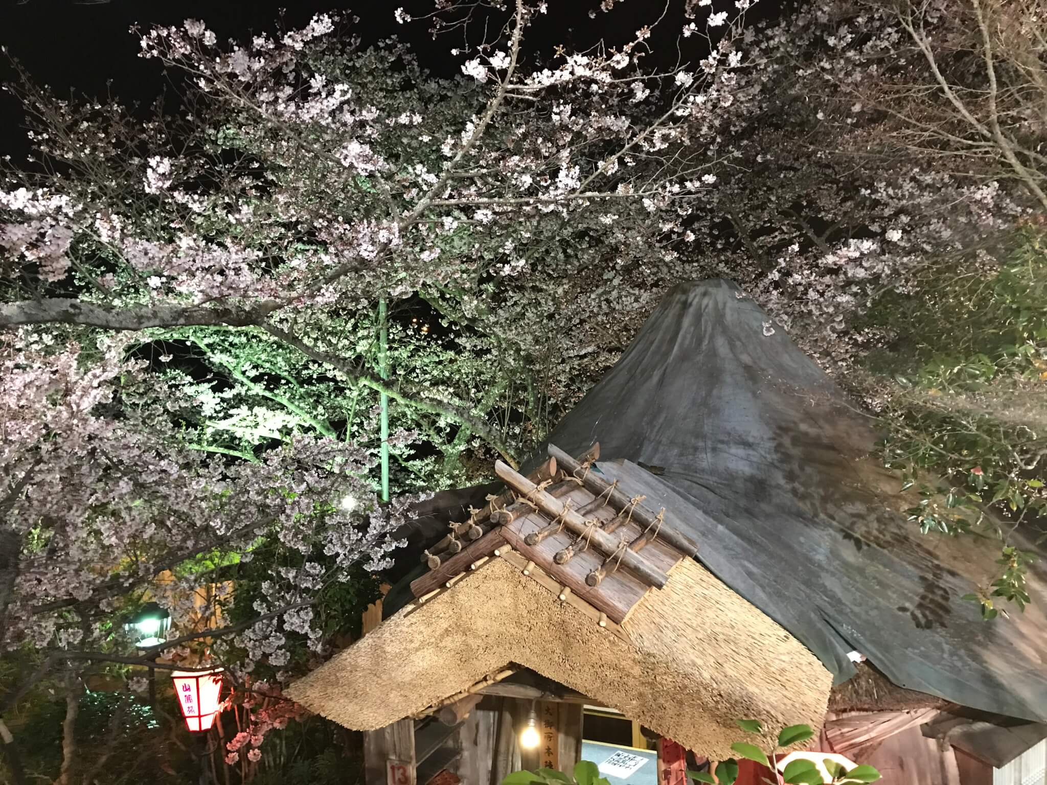 山麓苑　夜桜