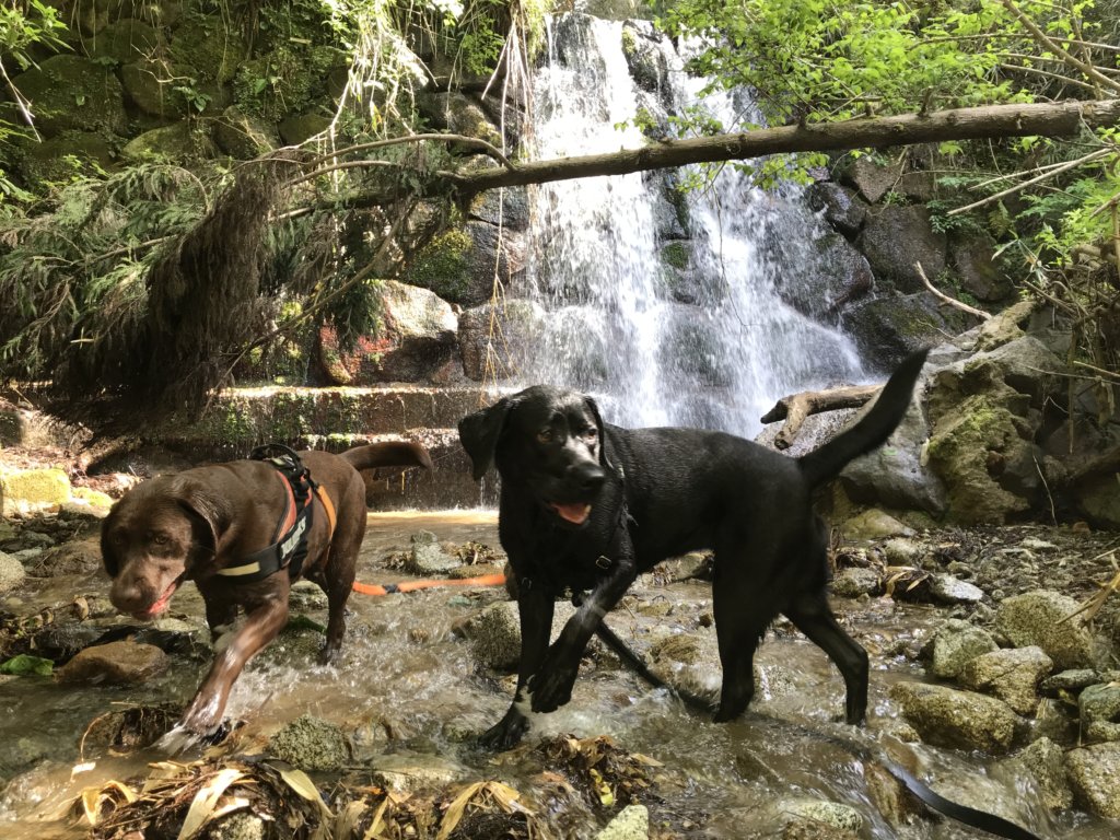 大阪で犬と一緒に川遊びが出来るおすすめスポットをまとめてみたよ。｜ラブラドール通信