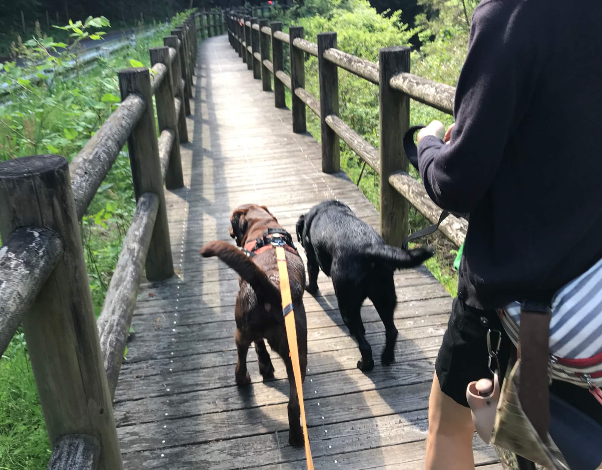 水越川　犬　遊歩道