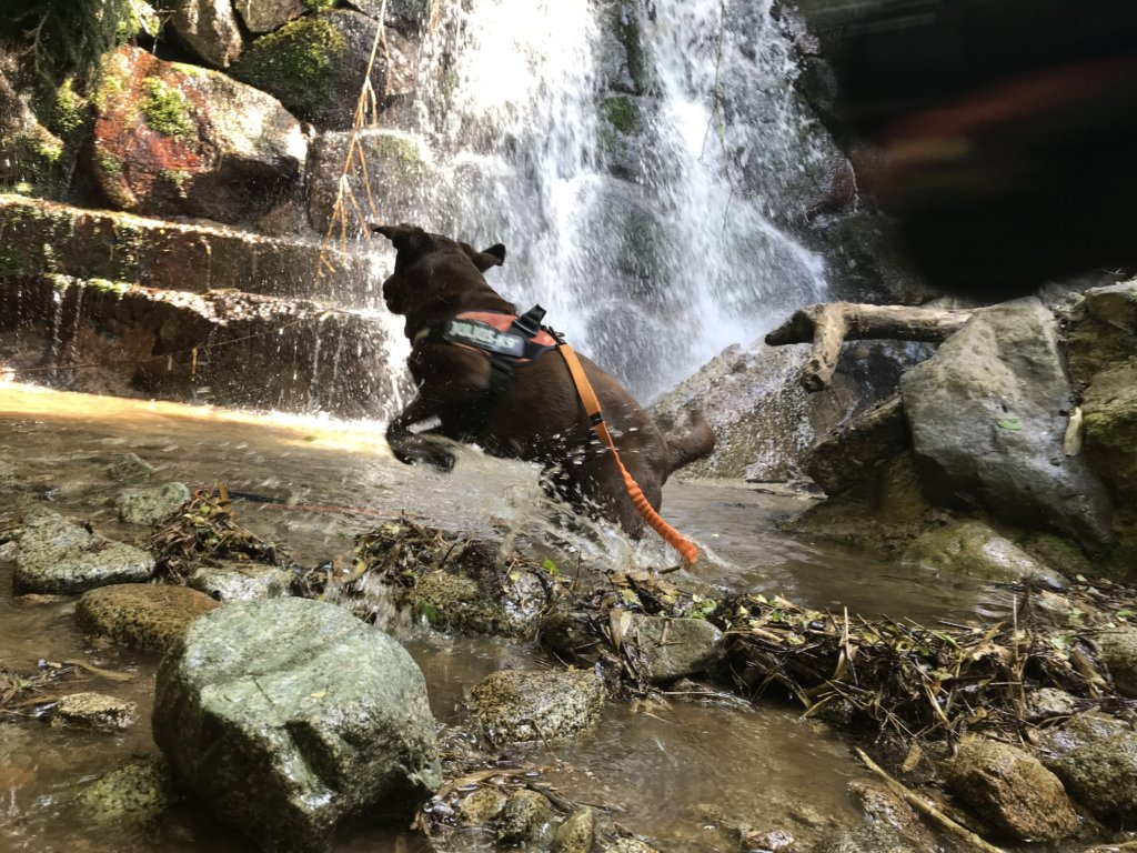 大阪で犬と一緒に川遊びが出来るおすすめスポットをまとめてみたよ。｜ラブラドール通信