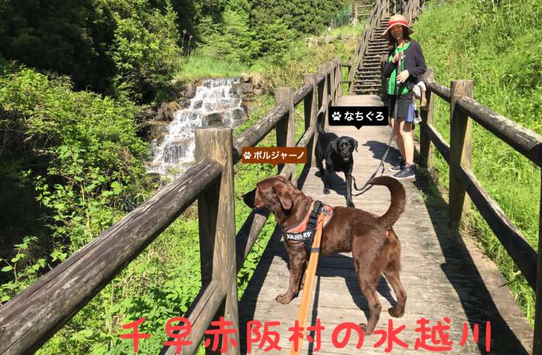大阪で犬と一緒に川遊びが出来るおすすめスポットをまとめてみたよ。｜ラブラドール通信