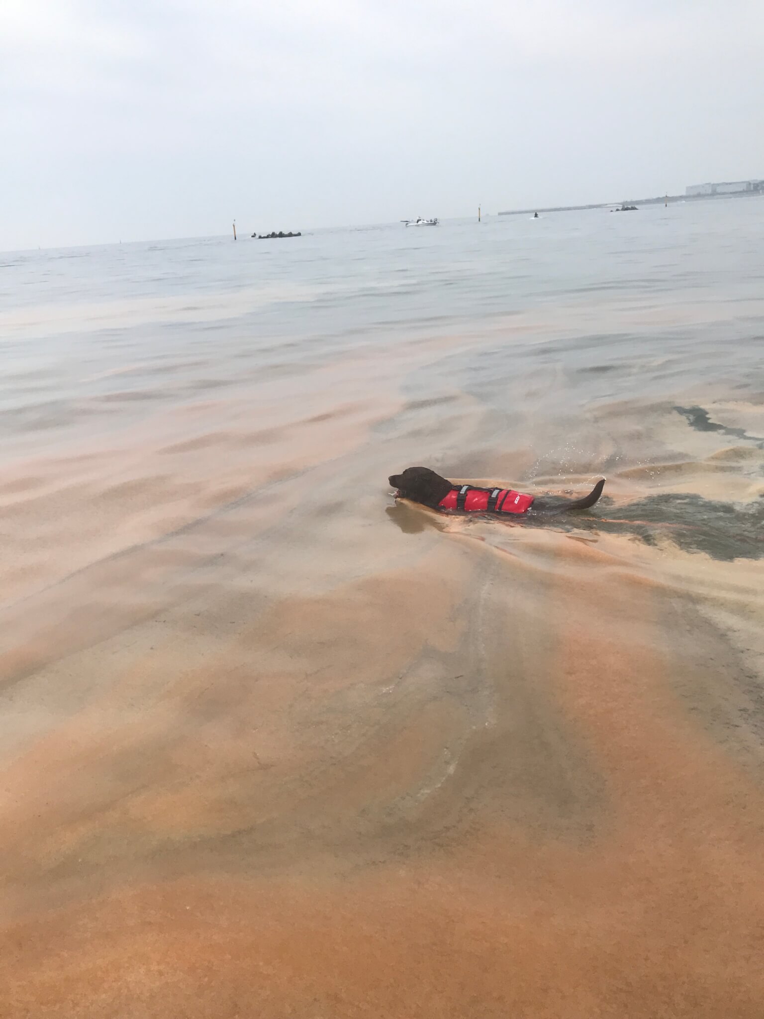 二色の浜　赤潮　EZYDOG　ライフジャケットを着て泳ぐ犬