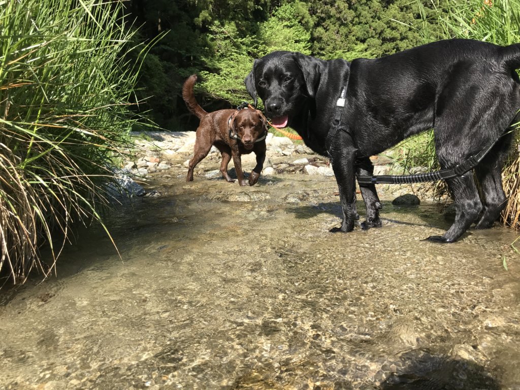 大阪で犬と一緒に川遊びが出来るおすすめスポットをまとめてみたよ。｜ラブラドール通信
