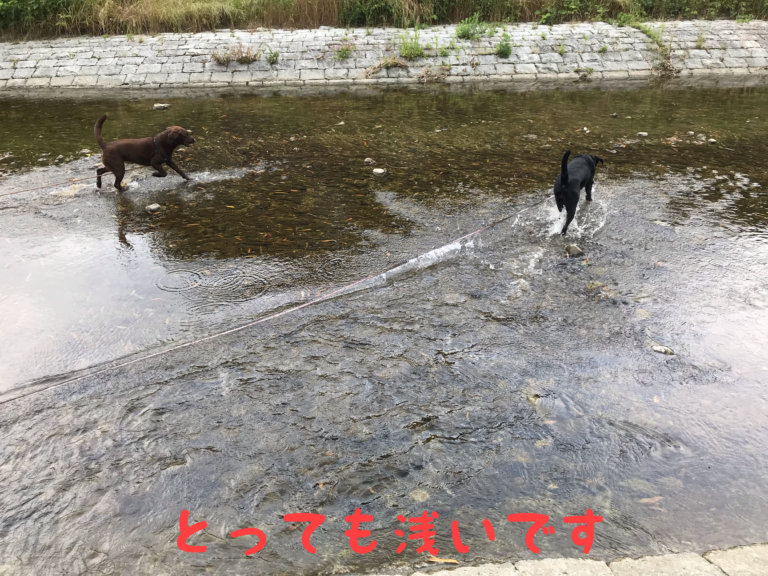 大阪で犬と一緒に川遊びが出来るおすすめスポットをまとめてみたよ。｜ラブラドール通信