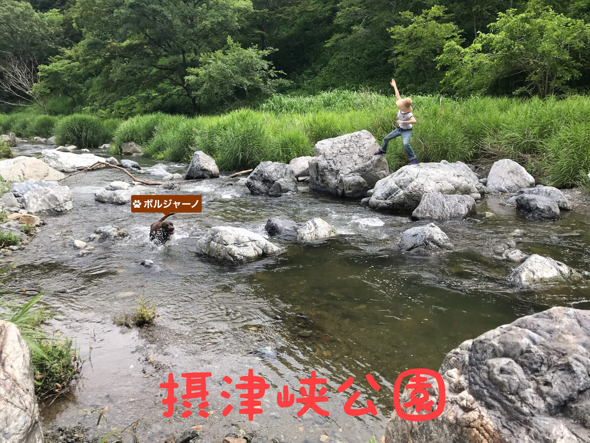 摂津峡公園　ボルジャーノ　川で遊ぶラブラドールレトリバー　芥川　岩に乗る飼い主