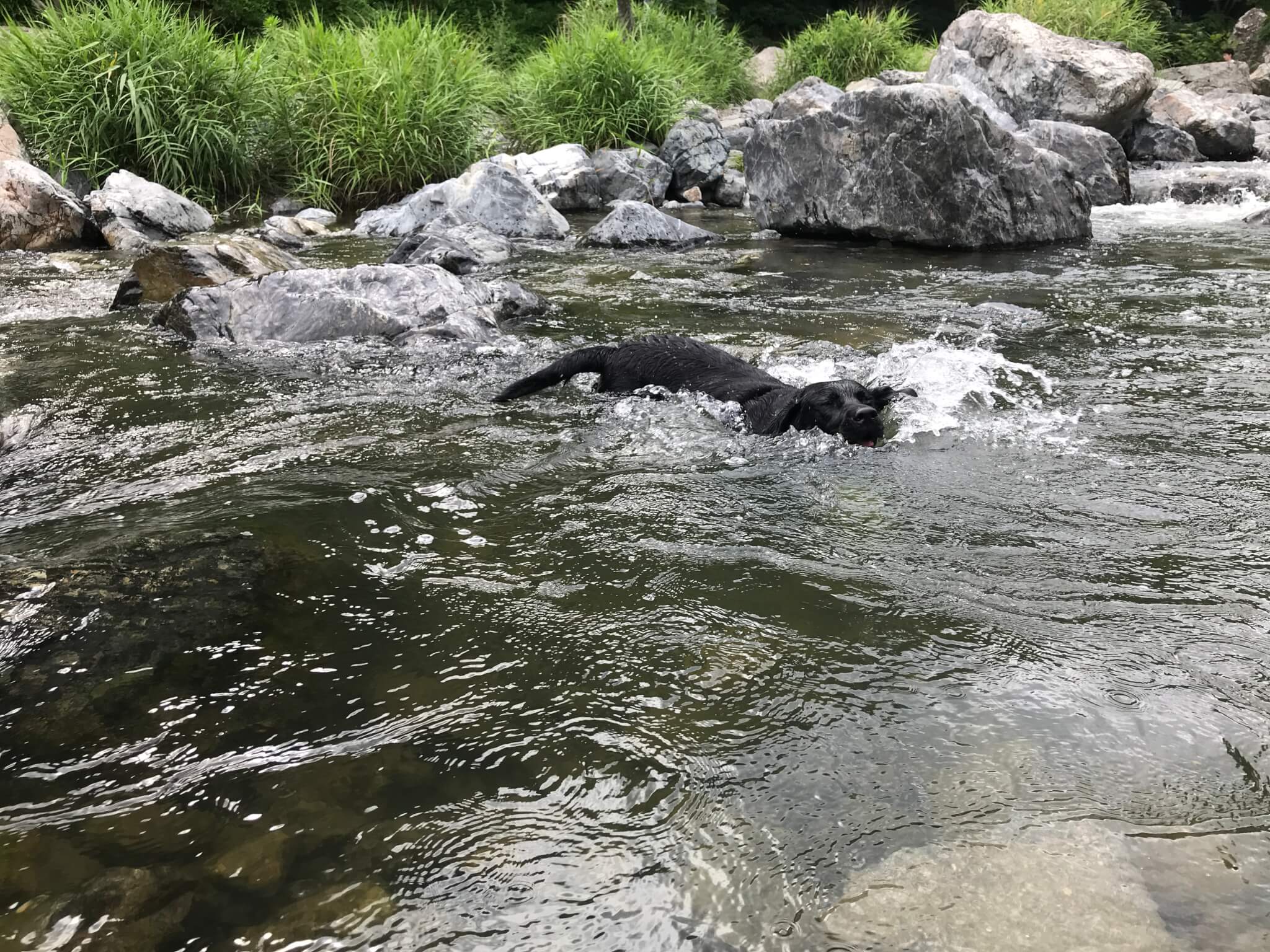 摂津峡公園　犬　川遊び　芥川　ラブラドールレトリバー 泳ぐ犬