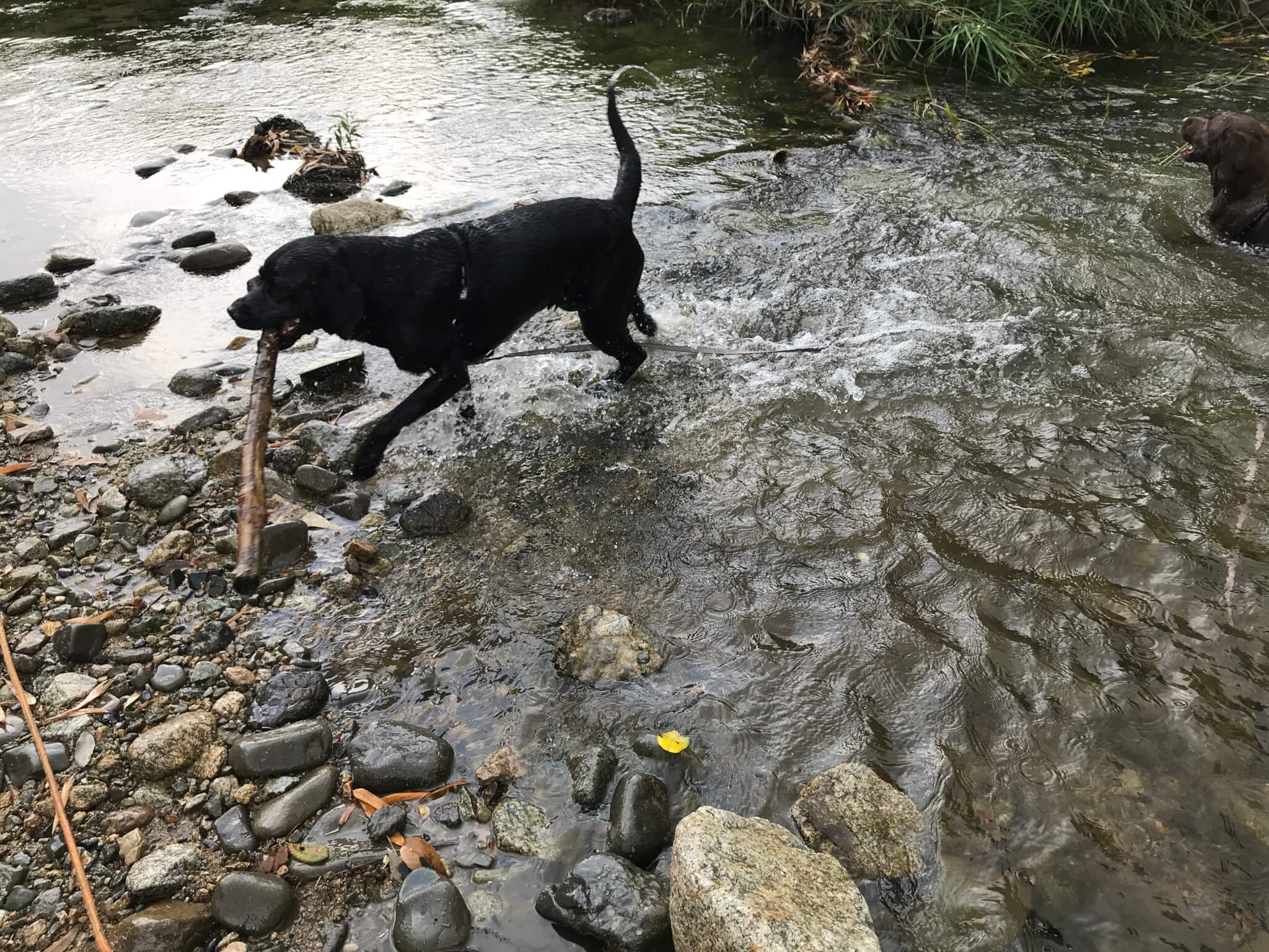 くろまろの郷　犬と川遊び　ラブラドールレトリバー