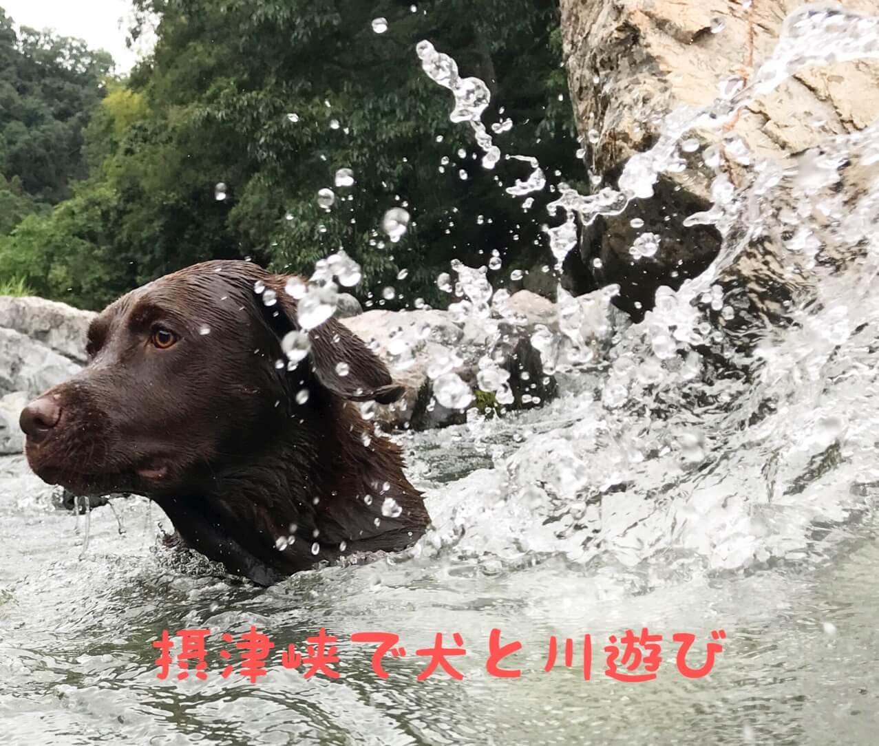 摂津峡公園で犬と川遊び