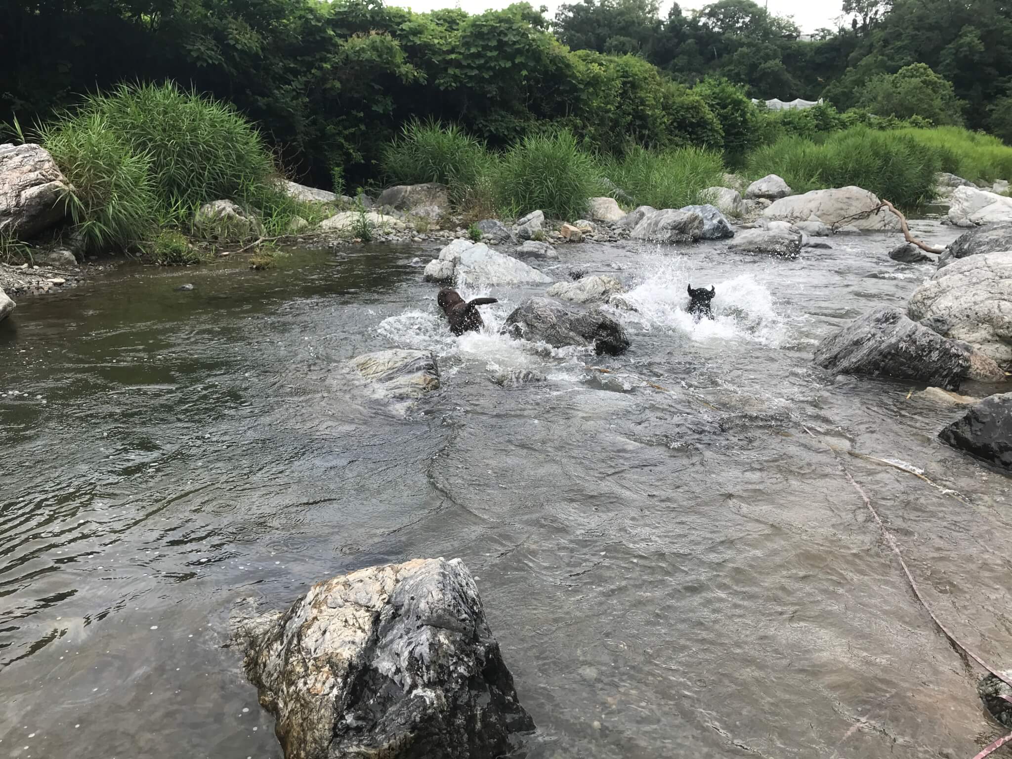 摂津峡公園　川遊び　芥川　ラブラドールレトリバー