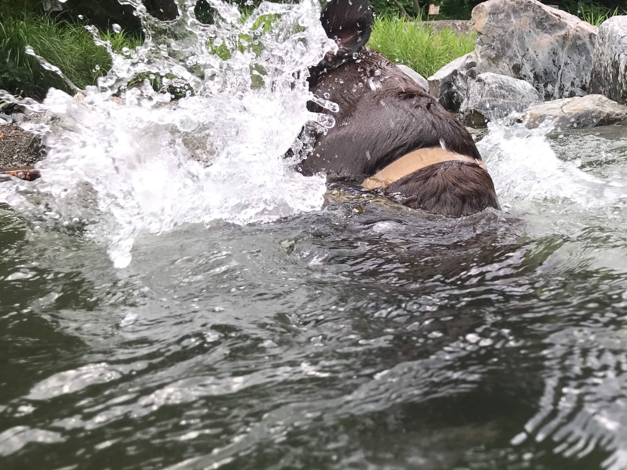 摂津峡公園　犬　川遊び　芥川　ラブラドールレトリバー　木を咥える犬