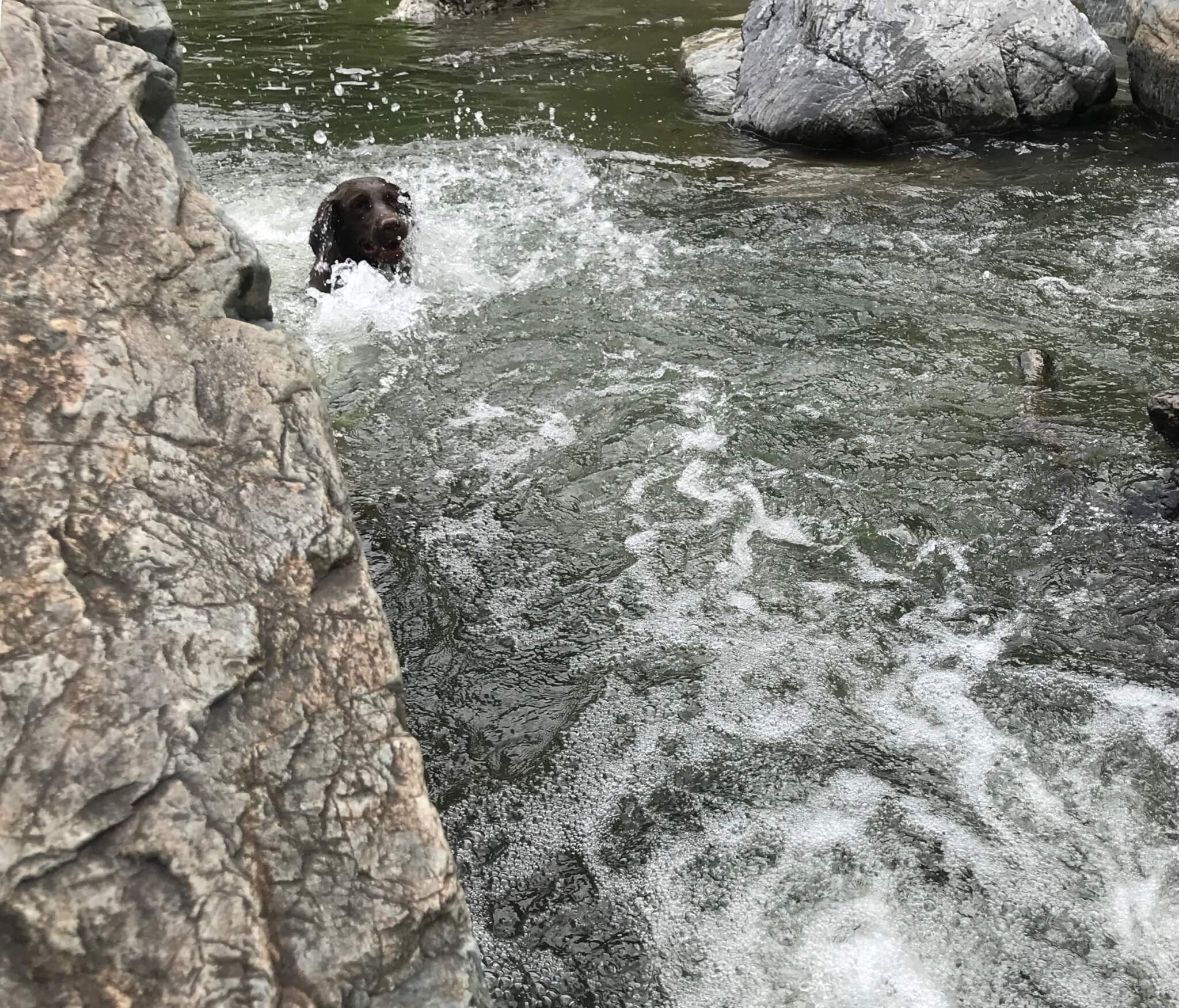 摂津峡公園　犬　川遊び　芥川　ラブラドールレトリバー
