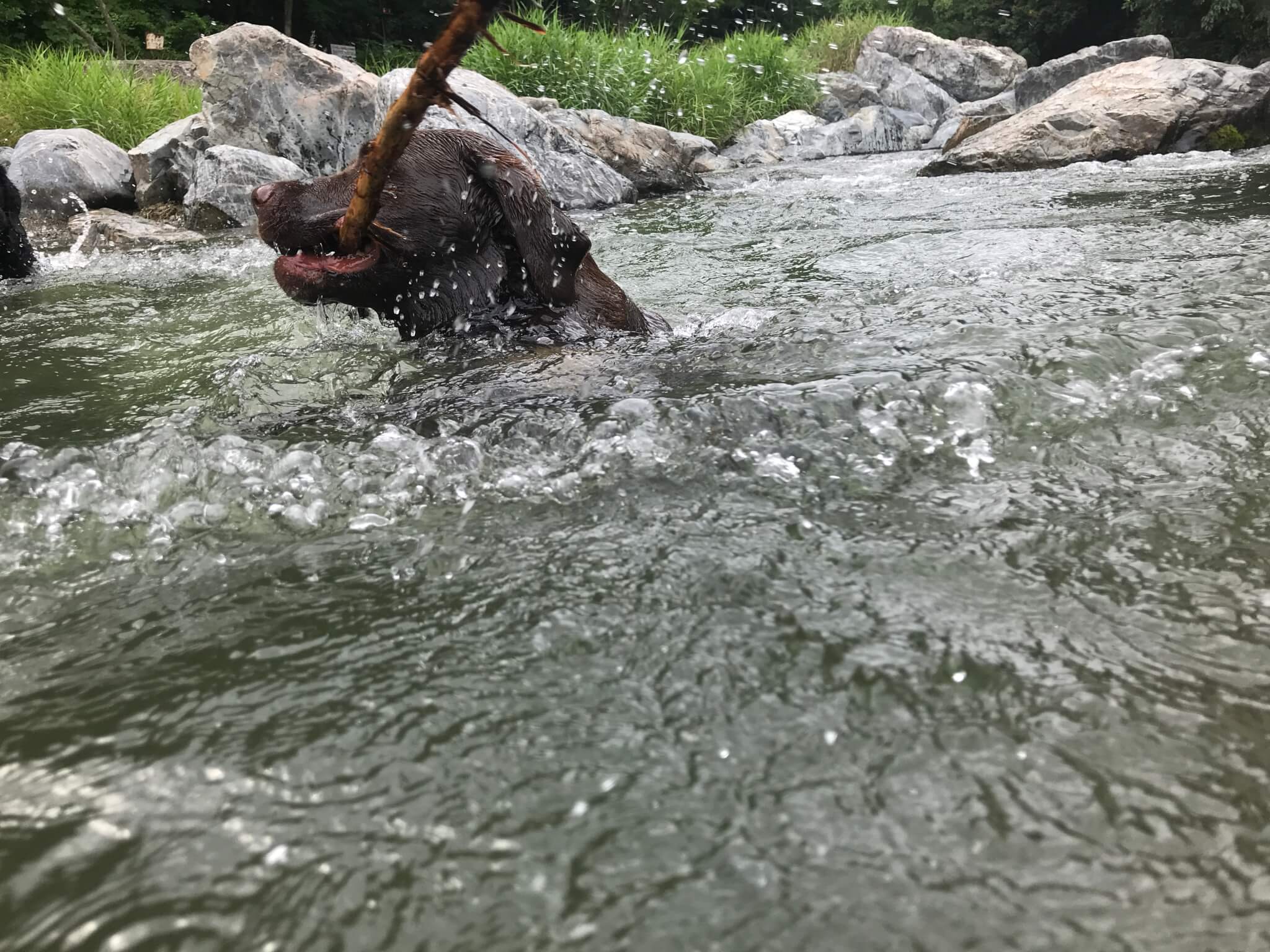 摂津峡公園　犬　川遊び　芥川　ラブラドールレトリバー　木を咥える犬