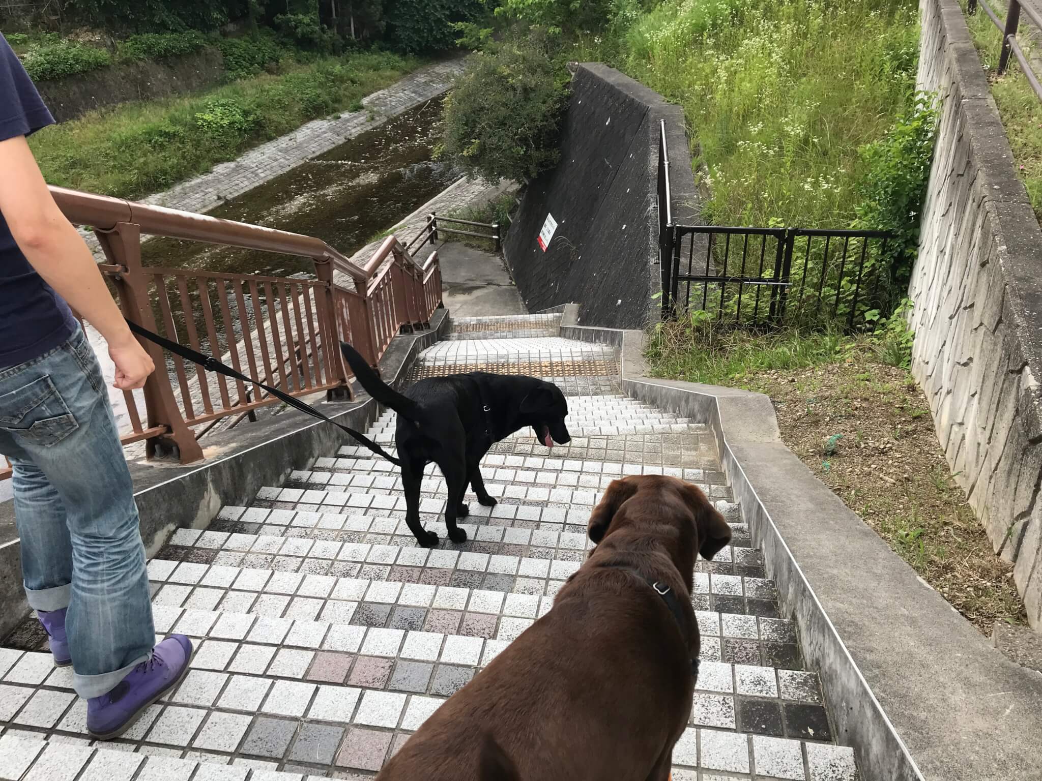 くろまろの郷で犬と一緒に川遊び　ラブラドールレトリバー