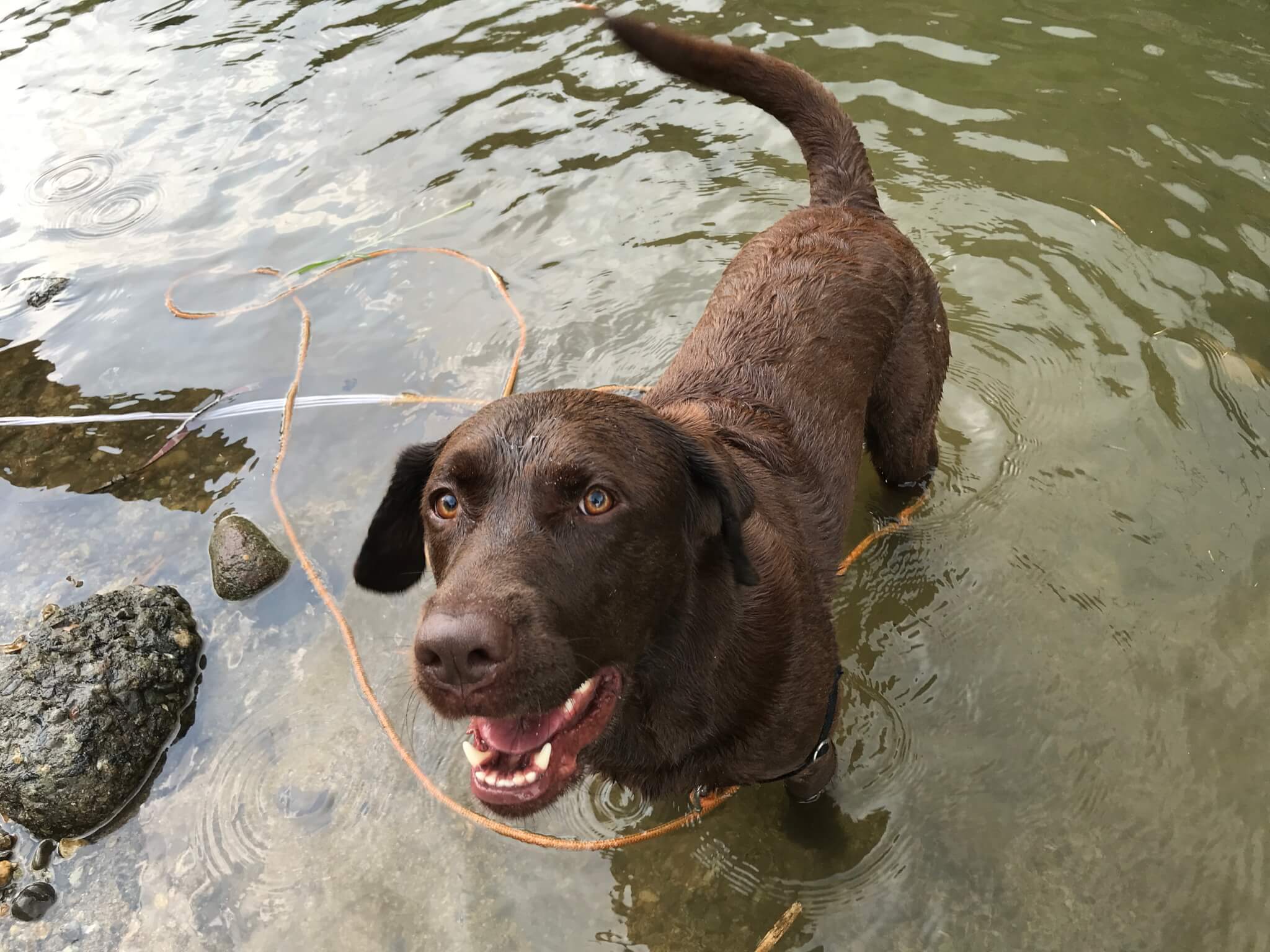 くろまろの郷　犬と一緒に川遊び　ラブラドールレトリバー
