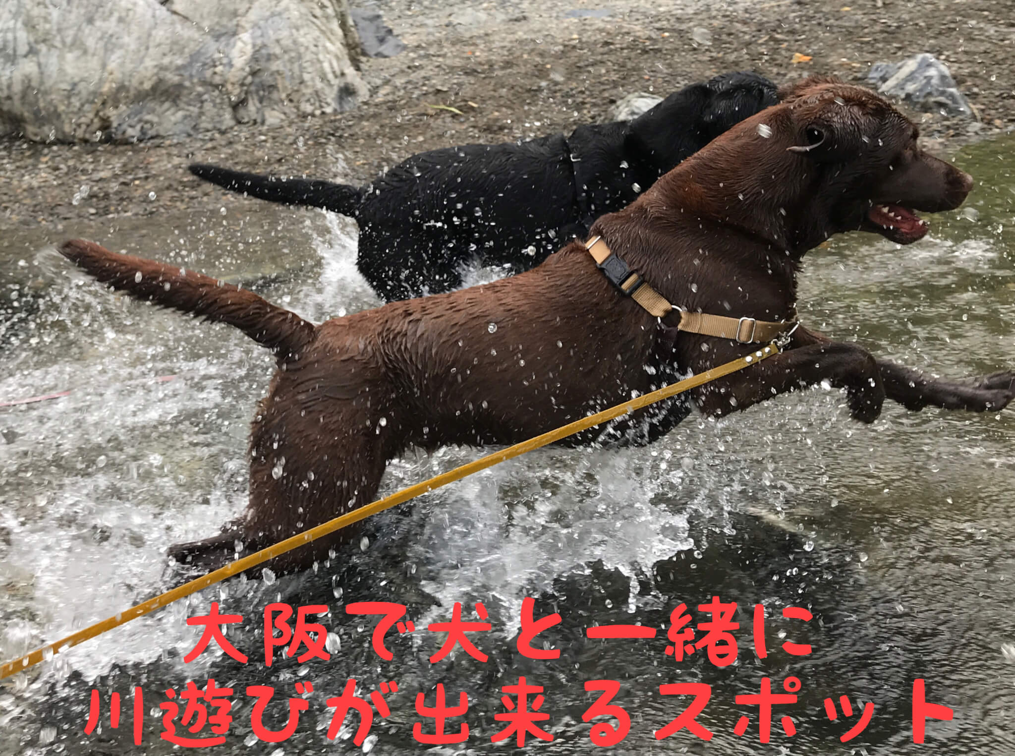 大阪で犬と一緒に川遊びが出来るおすすめスポットをまとめてみたよ ラブラドール通信