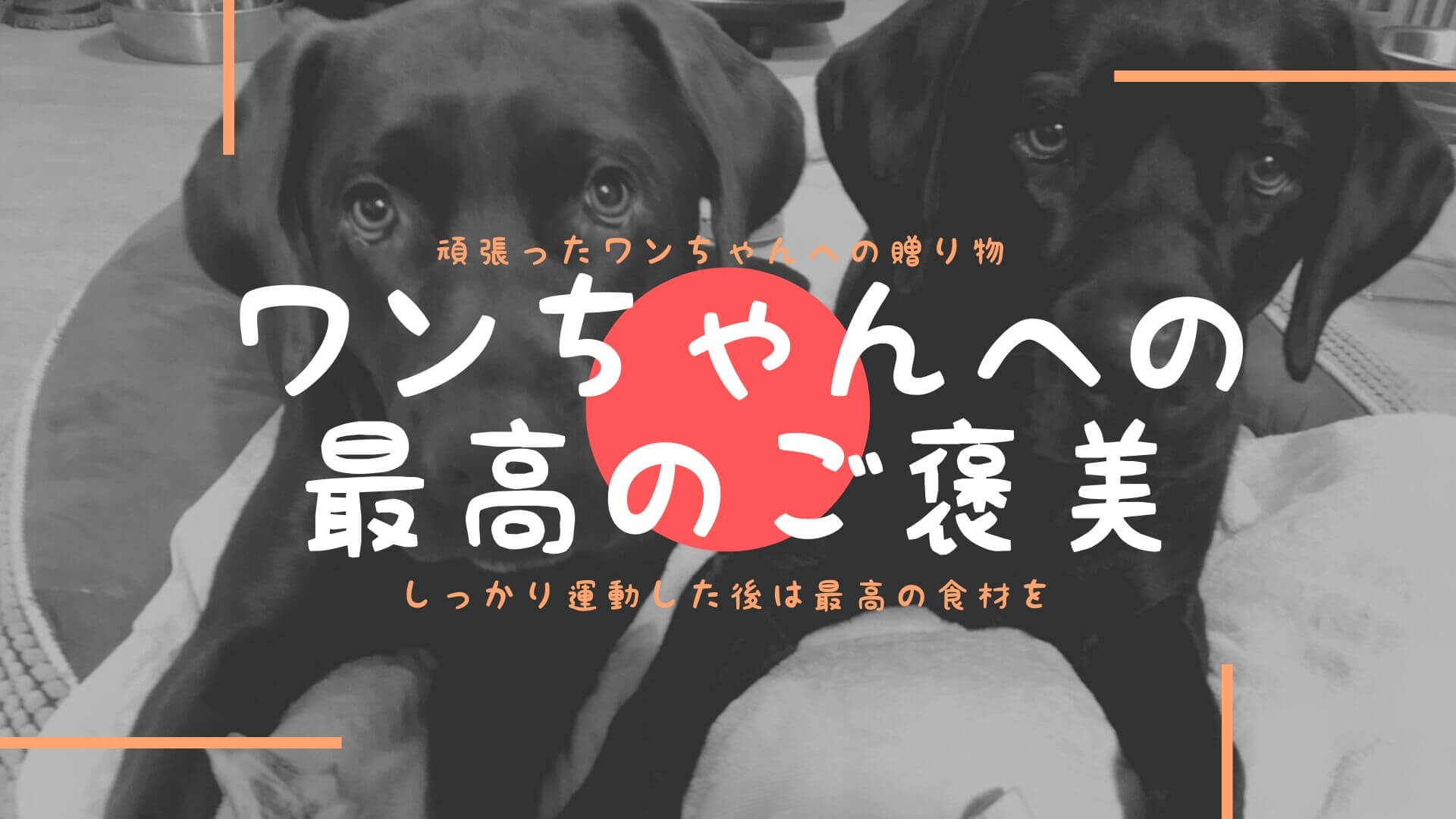 ペットドア 犬用扉 ラブラドール通信