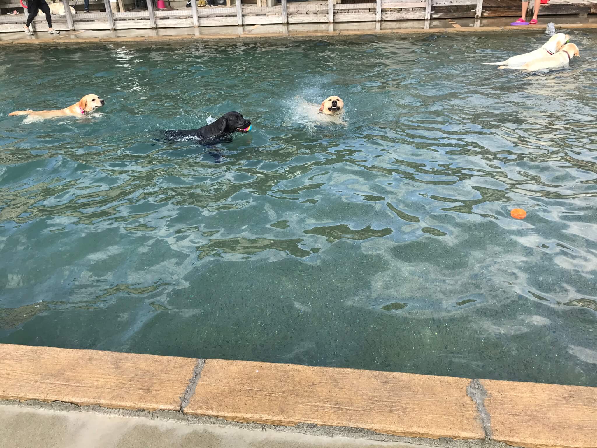 加西ドッグガーデンのプールで遊ぶ犬